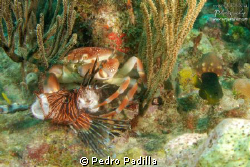 Coral Crab eating up a delicious Lion Fish
Wall Dive Gua... by Pedro Padilla 